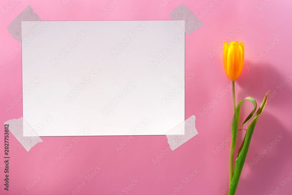 Obraz premium Blank Paper Sheet with Adhesive Tape on Paper Background with Single Yellow Tulip.