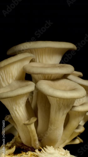 Time-lapse of a cluster of white mushrooms sprouting rapidly in a dark environment.