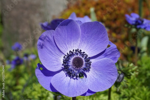Blue Anemone Coronaria Poppy Flower Close-Up on Vibrant Colorful Background
