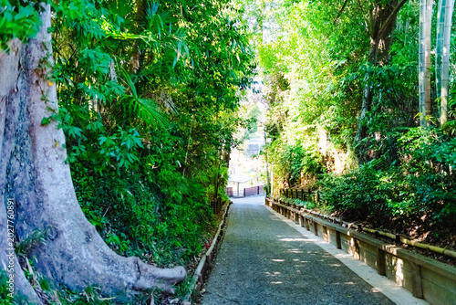 bridge in the park