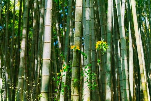 bamboo forest background