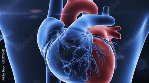 Human Heart Anatomy ECG Pulse Medical Science Health Care Cardiology Blue Red