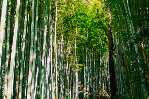 bamboo forest background