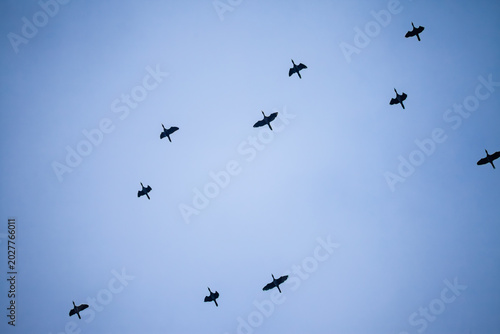 Photography Wild geese fly across a clear blue sky in a loose migratory formation, showing bird movement, seasonal travel, wildlife behavior, and the natural rhythm of migration