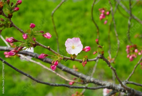 Foto 開花した春の放水路土手の桜の花