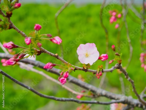 Cuadro en lienzo 開花した春の放水路土手の桜の花
