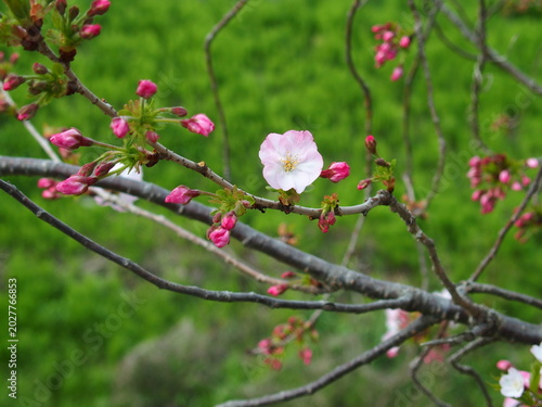 Tableau sur toile 開花した春の放水路土手の桜の花