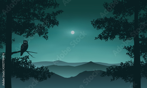 Foto An owl at forest calm night