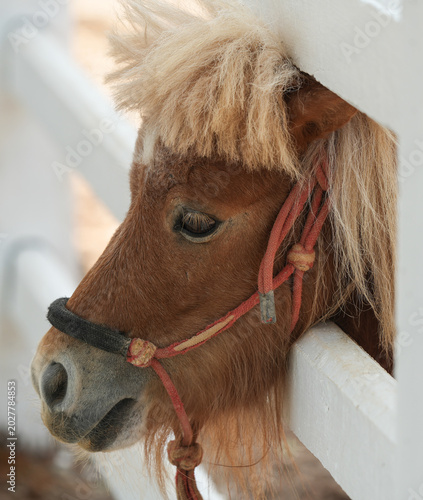 Fotografie Miniature horses scaled-down, dog-sized equines and ponies