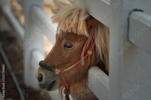 Quadro em tela Miniature horses scaled-down, dog-sized equines and ponies