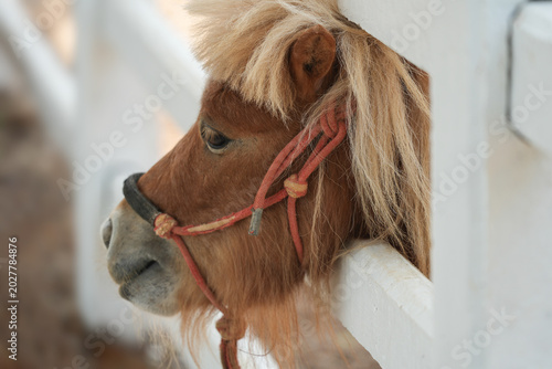 Fotografie Miniature horses scaled-down, dog-sized equines and ponies
