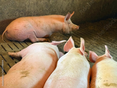 Fotografi Pigs are wallowing in the pigsty