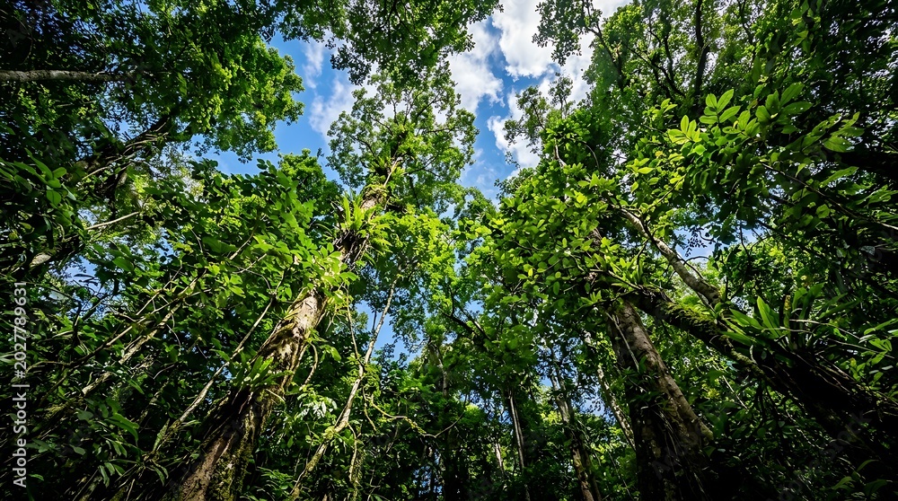 Fototapeta premium Low Angle View of Lush Green Forest Canopy and Blue Sky