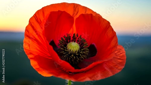 A single vibrant red poppy flower blooming in the soft sunset light.