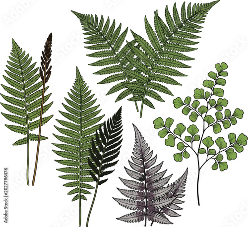 Photos Various Fern Fronds and Botanical Leaves Vector Set