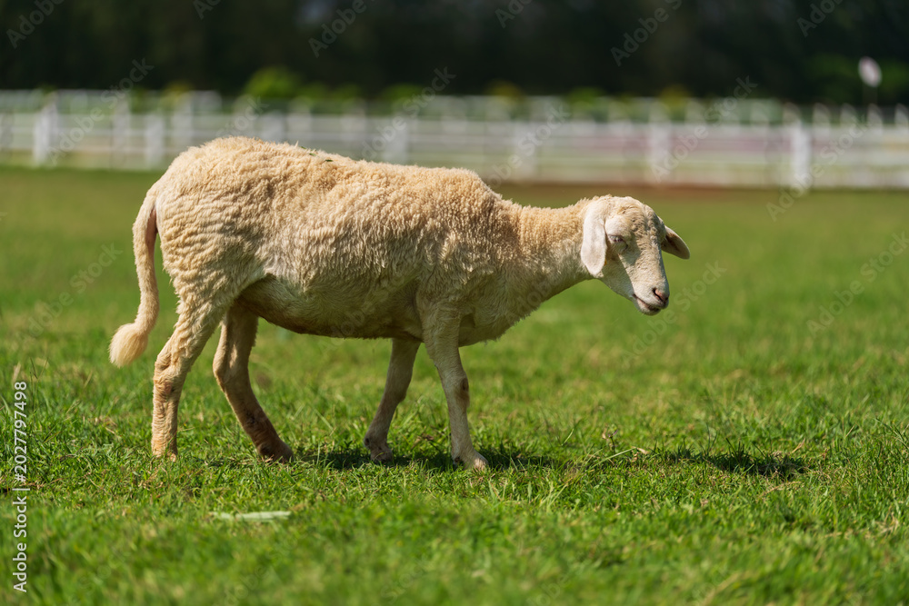 Fototapeta premium sheep walking in grass field