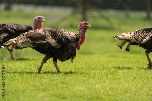 Konstfotografi bronze turkey walking in field
