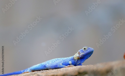 A striking blue agama lizard (Mucoso agama) with detailed scales and a textured body is captured in a close-up shot on a natural surface