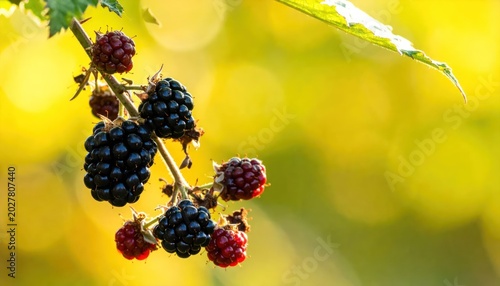 Ripe Blackberries Hanging on a Branch in Soft Sunlight.