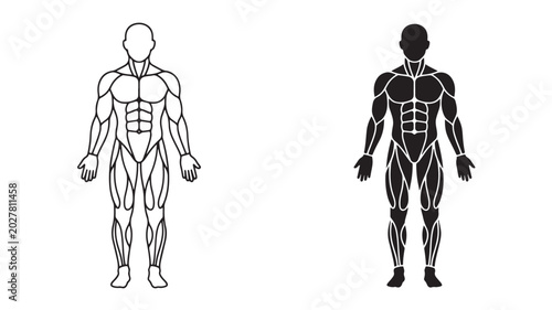 Human Body Anatomy Muscle Illustrations For Medical Fitness Concepts