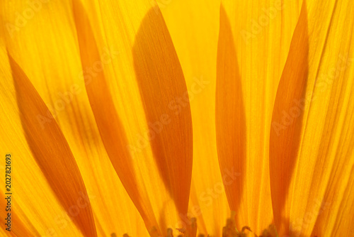 Fotografía Macro Close-Up of Bright Yellow Sunflower Petals with Backlight, Detailed Textur