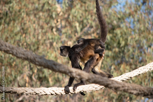 The black-handed spider monkey has black or brown fur with hook-like hands and a prehensile tail.
