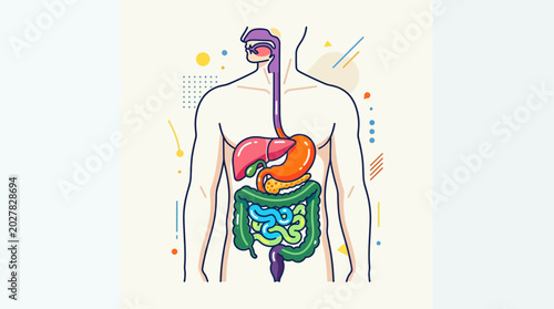 Vibrant flat vector illustration of the human digestive system anatomy, showcasing internal organs and their complex arrangement for medical and educational concepts