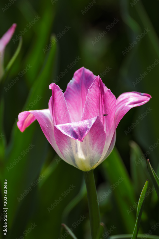 Fototapeta premium Tulips in full bloom at Changchun Park, China