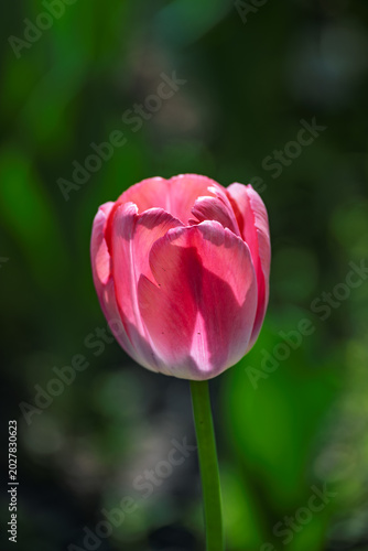 Tulips in full bloom at Changchun Park, China