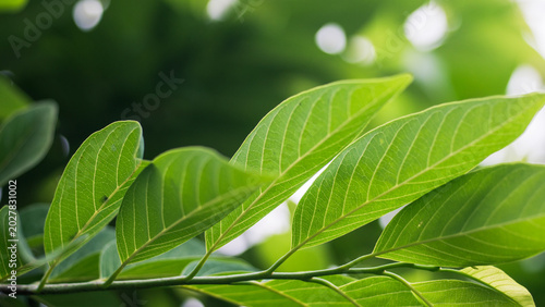 Fresh green leaves glowing in sunlight background,cover page,copy space