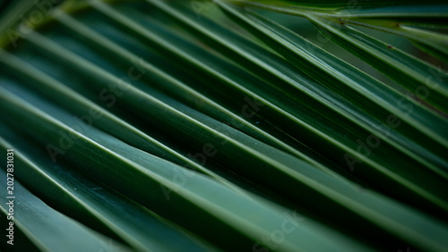Green tropical palm leaf close-up with natural texture and pattern,Cover page,cover space