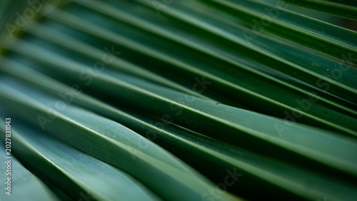 Green tropical palm leaf close-up with natural texture and pattern,Cover page,cover space