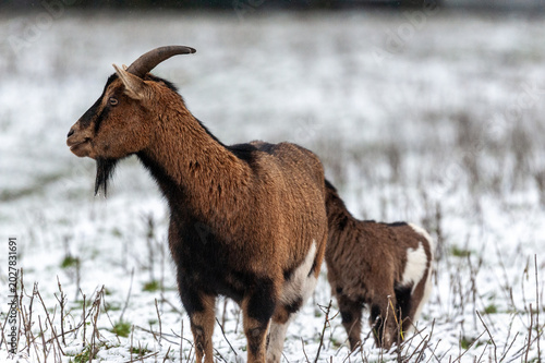 Telephoto of a group of Goats in a snowy field in winter time in East-Flanders, Belgium