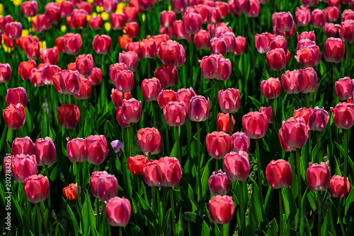 Tulips in full bloom at Changchun Park, China