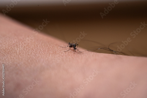 A close-up shot of an Aedes mosquito biting and feeding on human skin, filling its abdomen with blood.