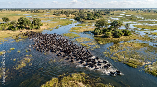 Foto Aerial view of a large herd of buffalo moving through water in the plains of the