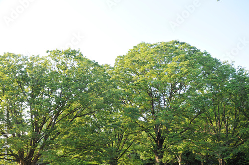 公園の森
