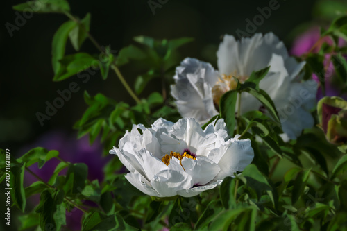 Peonies in full bloom at the Peony Garden in Changchun, China