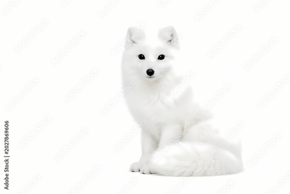 Naklejka premium Elegant arctic fox with white fur sitting against a white background. High resolution image perfect for winter theme designs wildlife conservation and cold climate education media.