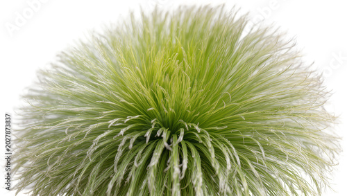 Billede på lærred Fluffy green feathery plant head, isolated on transparent background