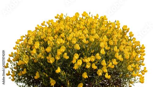 Fotografía Dense yellow broom bush with small pea-shaped flowers, isolated on transparent b