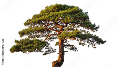 Foto Mature pine tree with sprawling branches and green needles, isolated on transpar