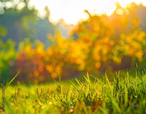 Vibrant green grass in a serene natural landscape with warm sunlight filtering through trees
