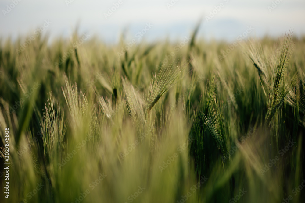 Fototapeta premium Close up of young green wheat on the field
