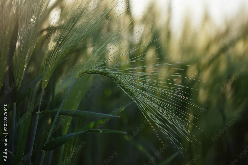 Fototapeta premium Close up of young green wheat on the field