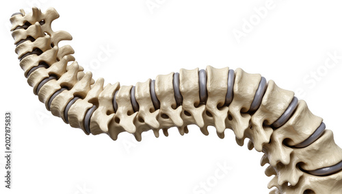 Foto Human spine vertebrae with intervertebral discs, isolated on transparent backgro