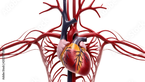 Tableau sur toile Detailed human circulatory system with heart and arteries, isolated on transpare