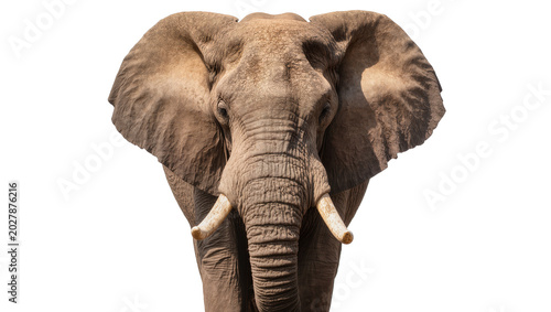 Photography Massive African elephant head with large ears and tusks, isolated on transparent