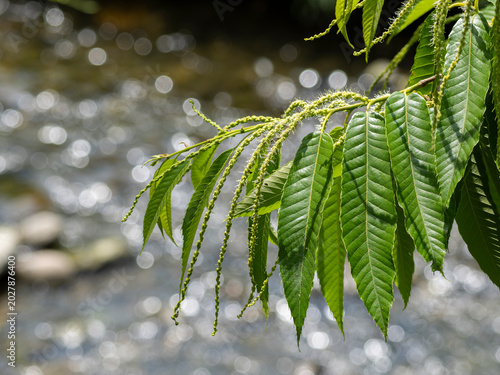 川をバックに栗の葉と、雄花の蕾