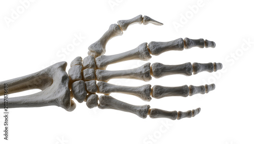 Bild auf Leinwand Human skeletal hand and forearm bones, isolated on transparent background